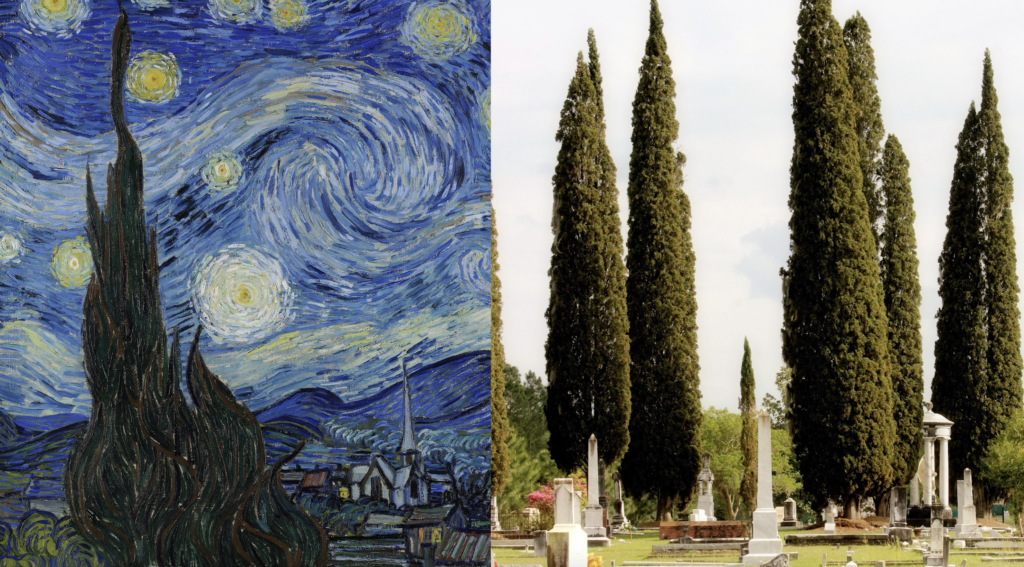 Cyprès dans cimetières (comparaison avec La Nuit étoilée de Van Gogh)